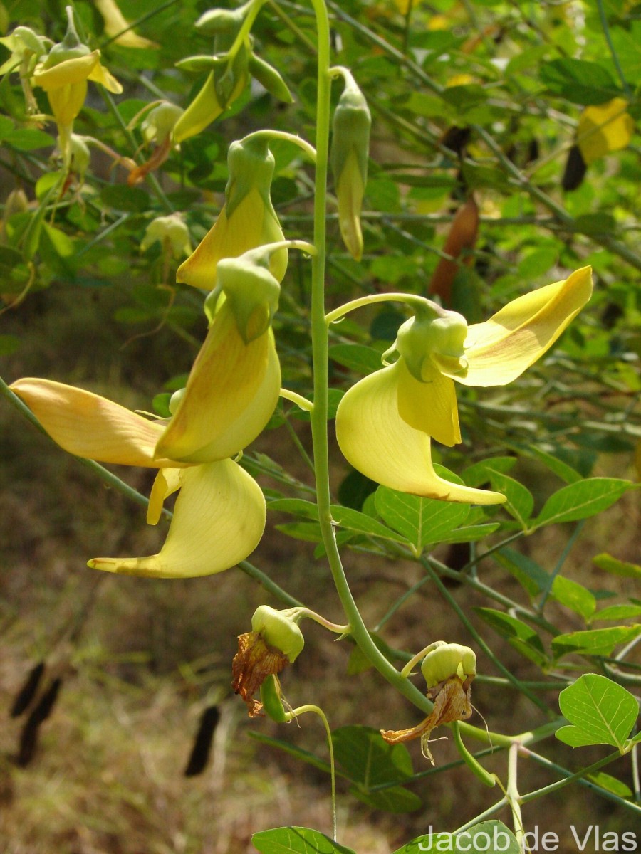 Crotalaria laburnifolia L.